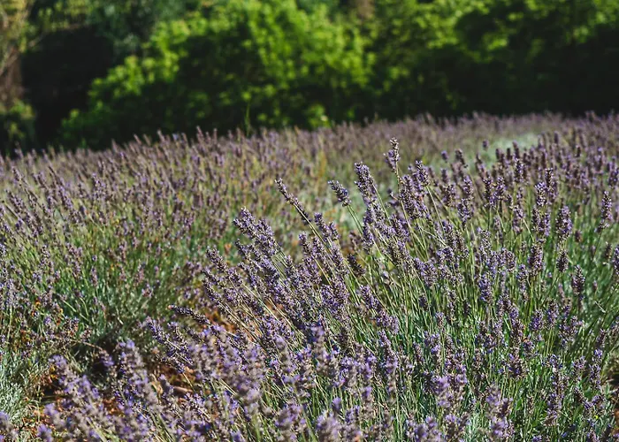 Fattoria Laviosa דירה