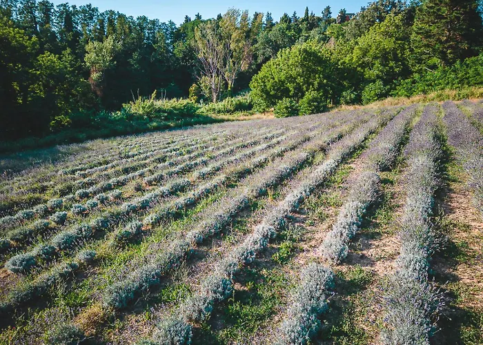 דירה Fattoria Laviosa Fauglia
