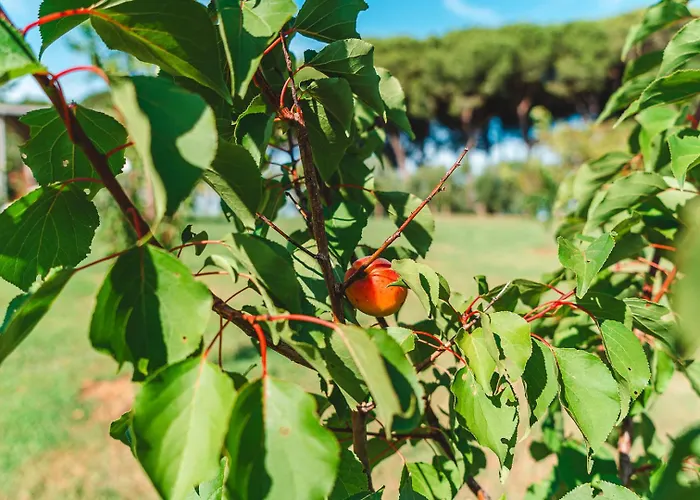 Fattoria Laviosa דירה Fauglia
