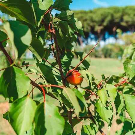 Fattoria Laviosa Apartamento Fauglia